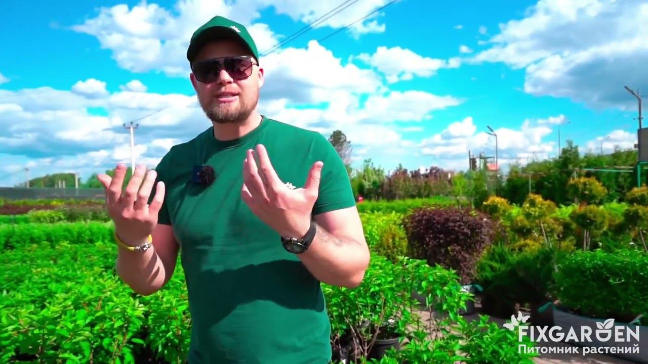 Fix Garden рекомендует. Гортензия о растение, цветение , стрижке