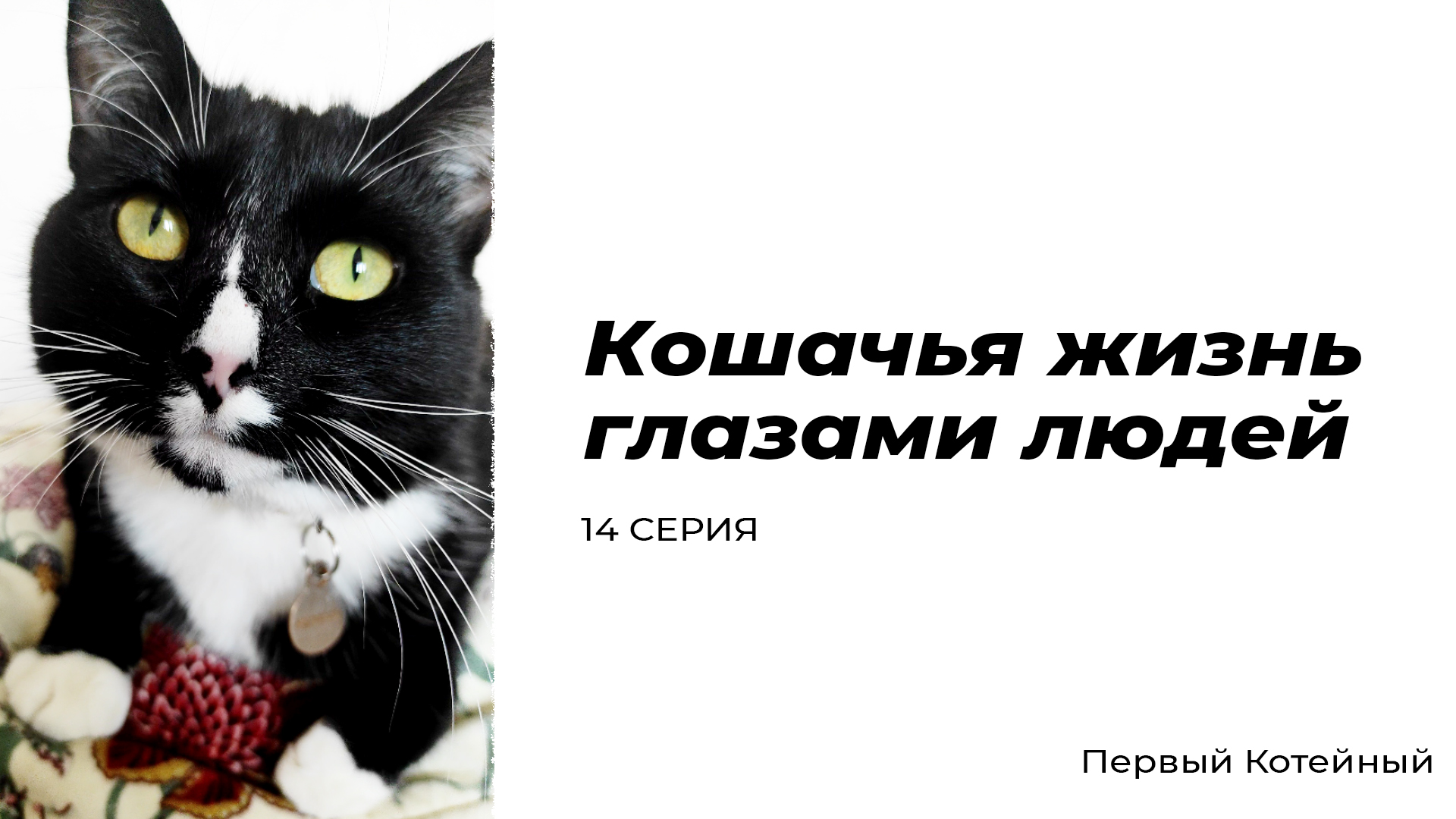 Кошачья жизнь глазами людей — 14 СЕРИЯ