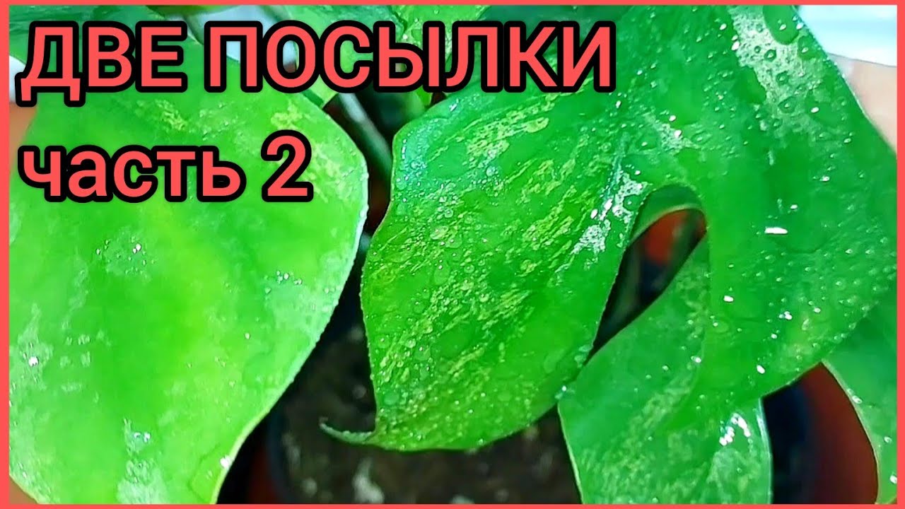 Часть 2?Итоги?Две посылки??Комнатные #растения ?Редкость+новинка+хотелка? #цветы #ароидные