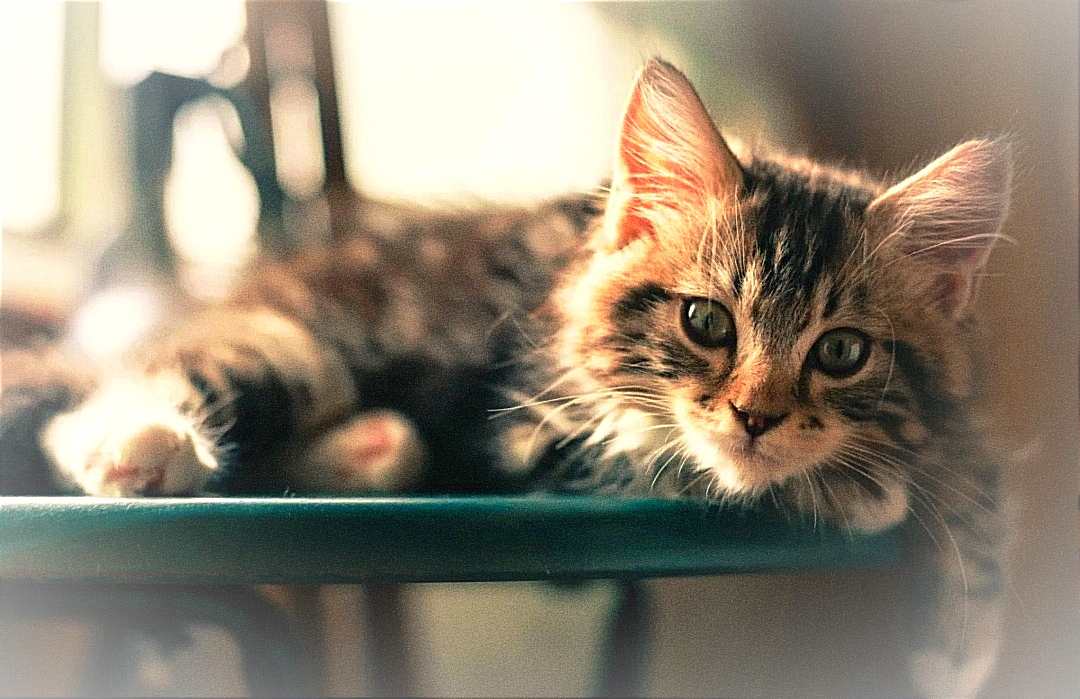 ?Коты- блогеры баламуты! ? Выпуск N°5 Подборка смешных котов для хорошего настроения!